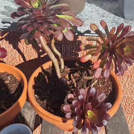 Alloggio in famiglia Minso - *